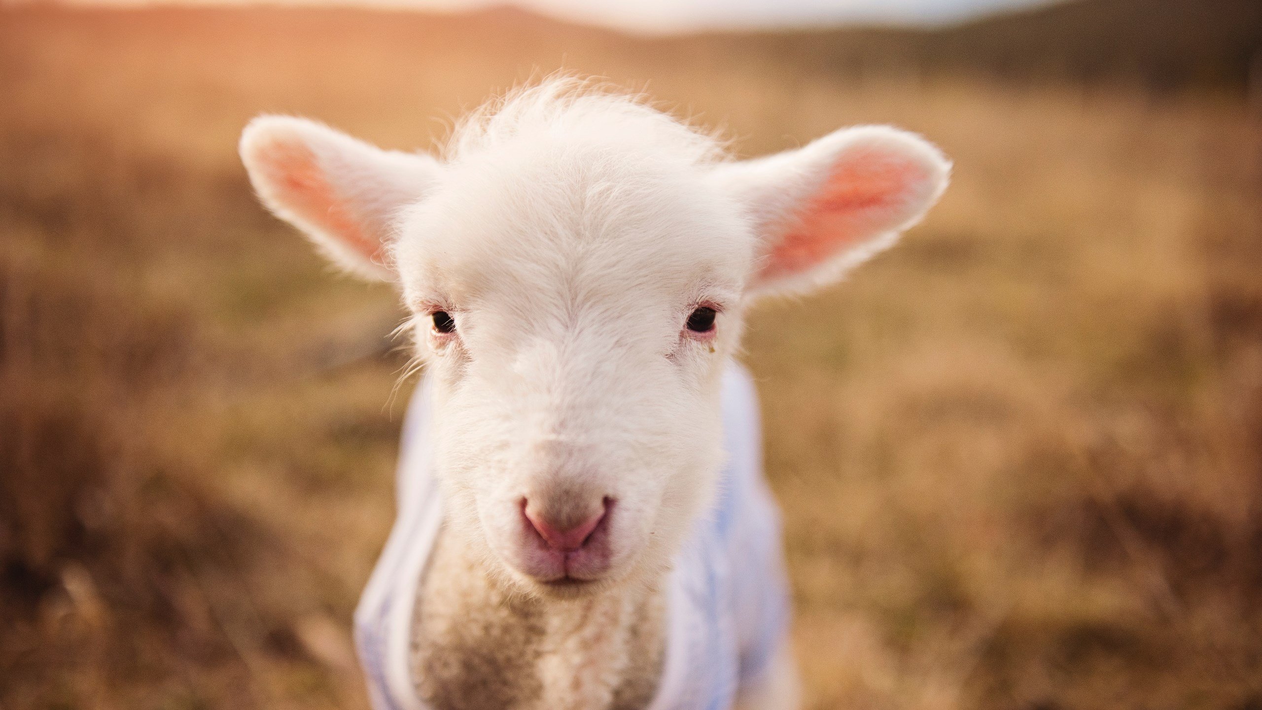华体会网站-中国篮球青少年篮球推广活动策划与实施，青少年篮球宣传语