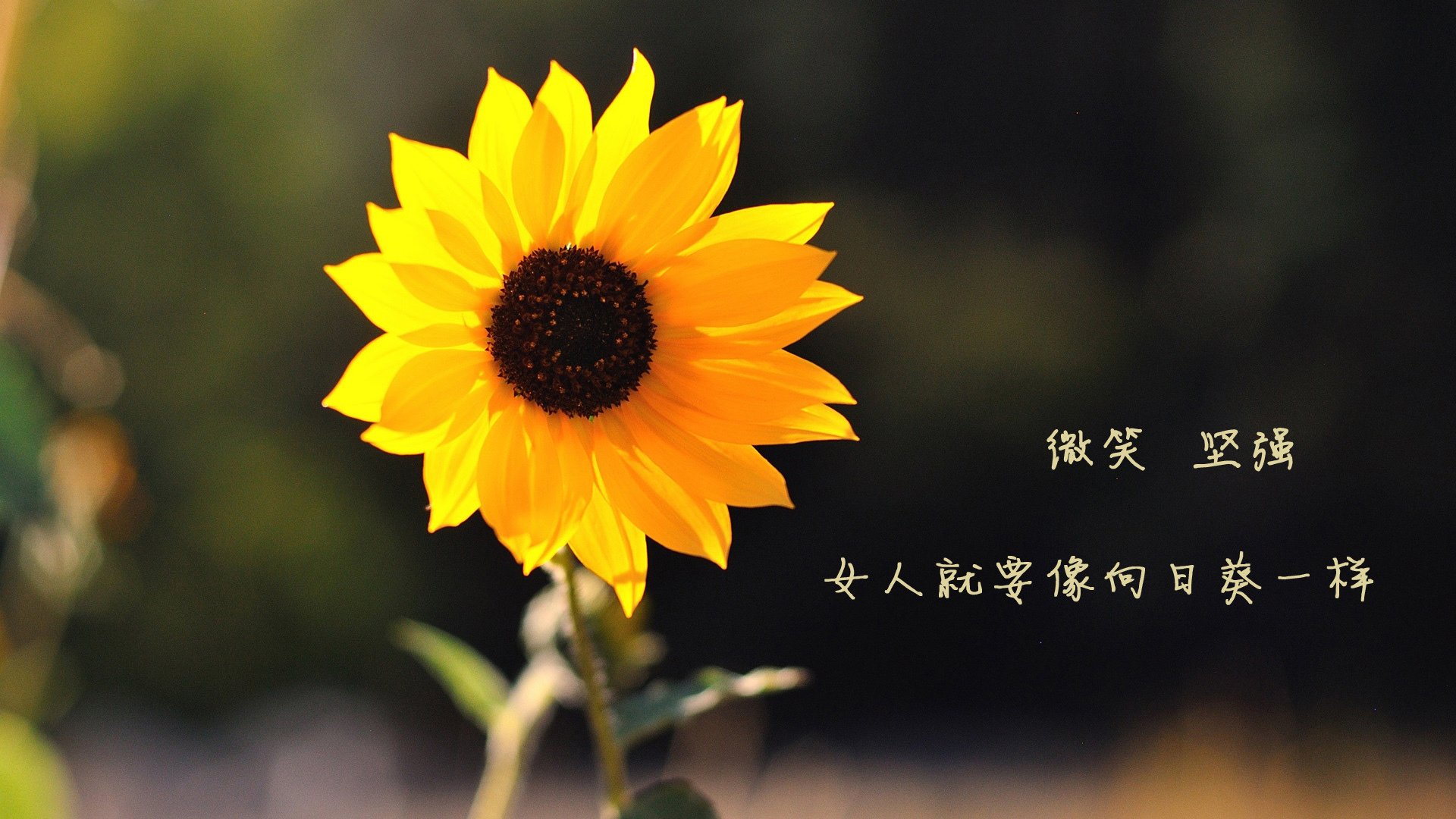 华体会手机在线-女足超级联赛江城女足勇夺冠军，女足比赛成绩  第5张