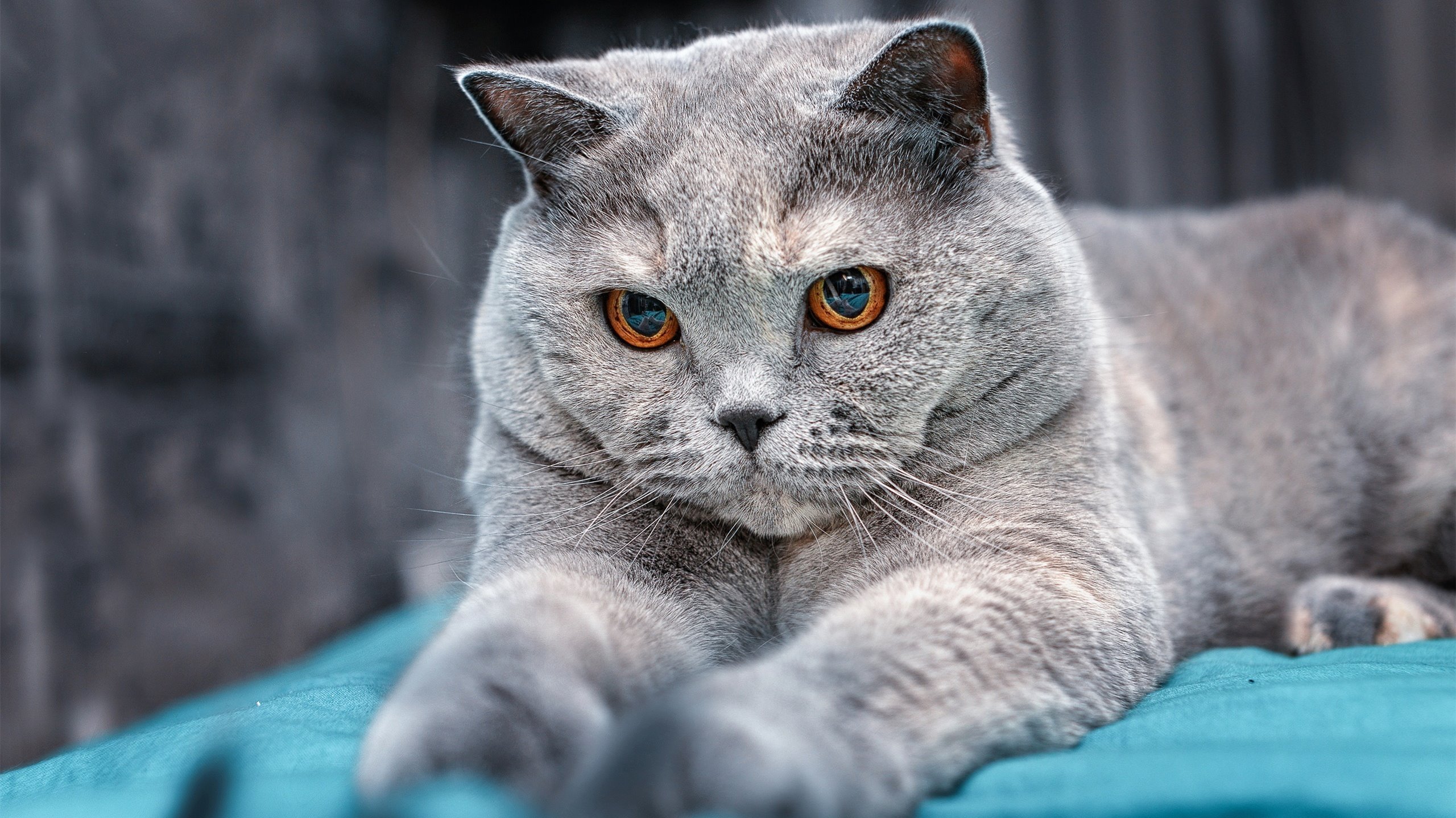 华体会网站-两队风格迥异，对抗看点十足，两名对抗的队员