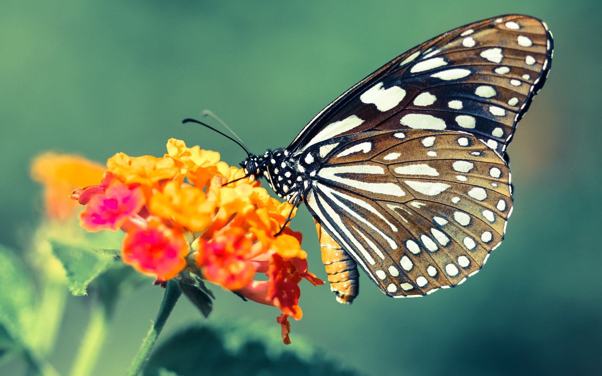 华体会-瑞典乒乓球团队亮眼表现，2024年世界杯征战解析，瑞典乒乓球联赛  第2张