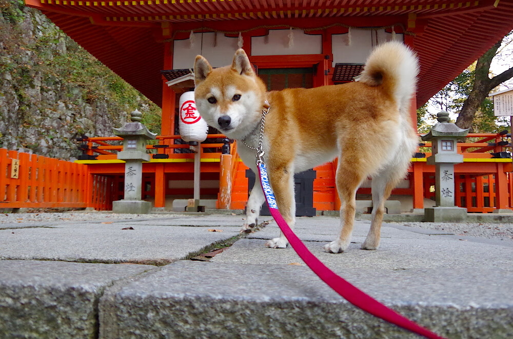 华体会登录-青年运动员表现数据进入大学招生考量，青运会运动员年龄标准