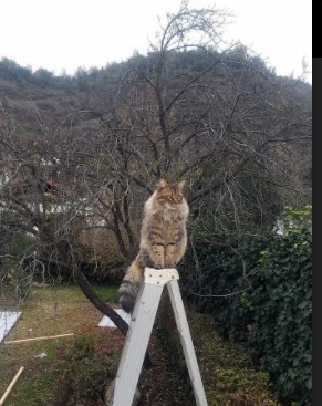 华体会app安装-乔治·巴尔：凭借强大的比赛经验，他在全黑队中场稳住了球队的节奏