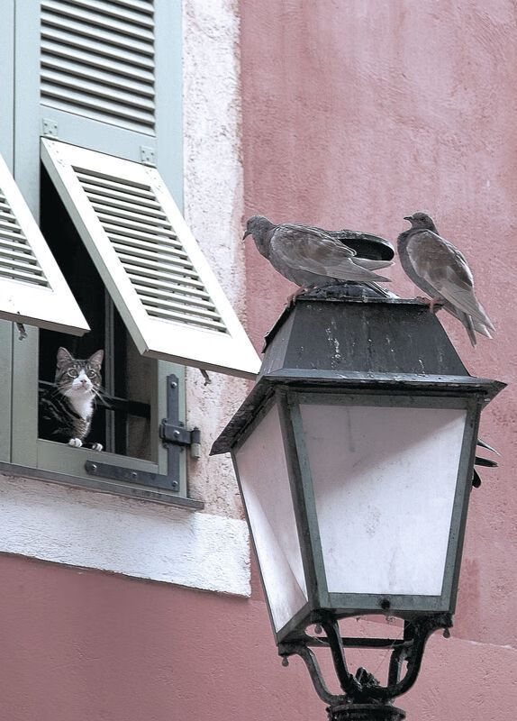 华体会官网入口-塞尔维亚女篮在欧洲锦标赛中精彩表现，争夺最高荣誉，塞尔维亚女蓝水平  第1张