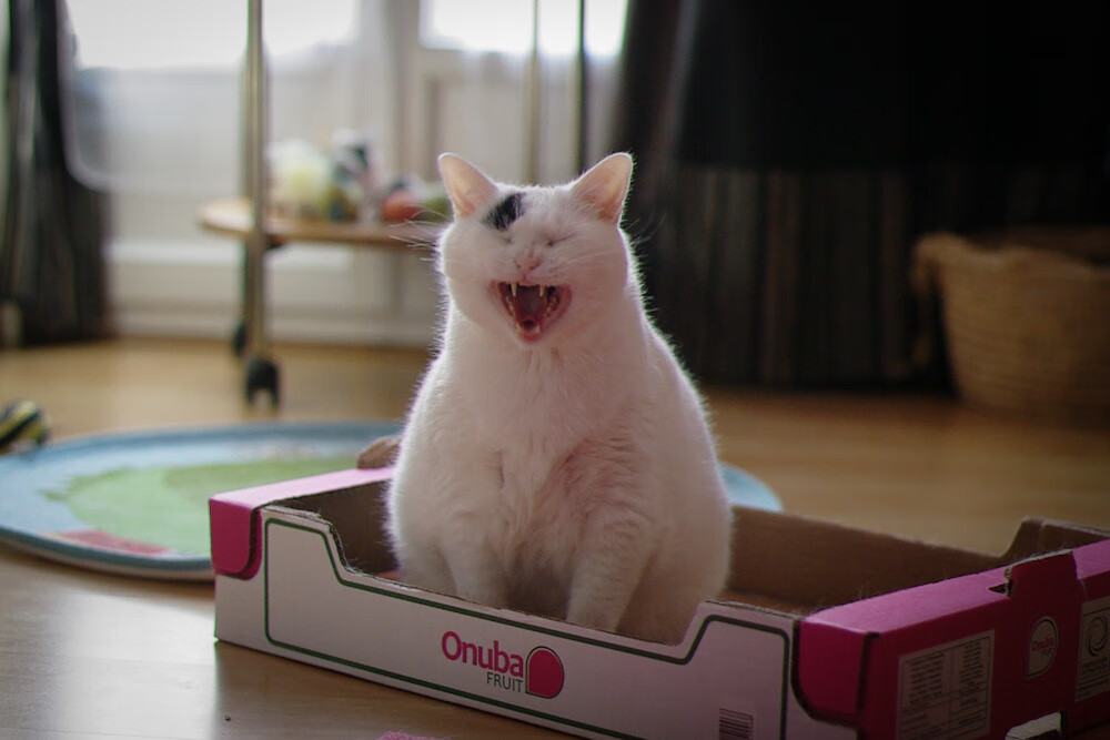 华体会在线-澳大利亚袋鼠队的新生力量如何改变冠军锦标赛格局，澳大利亚袋鼠竞赛赛区