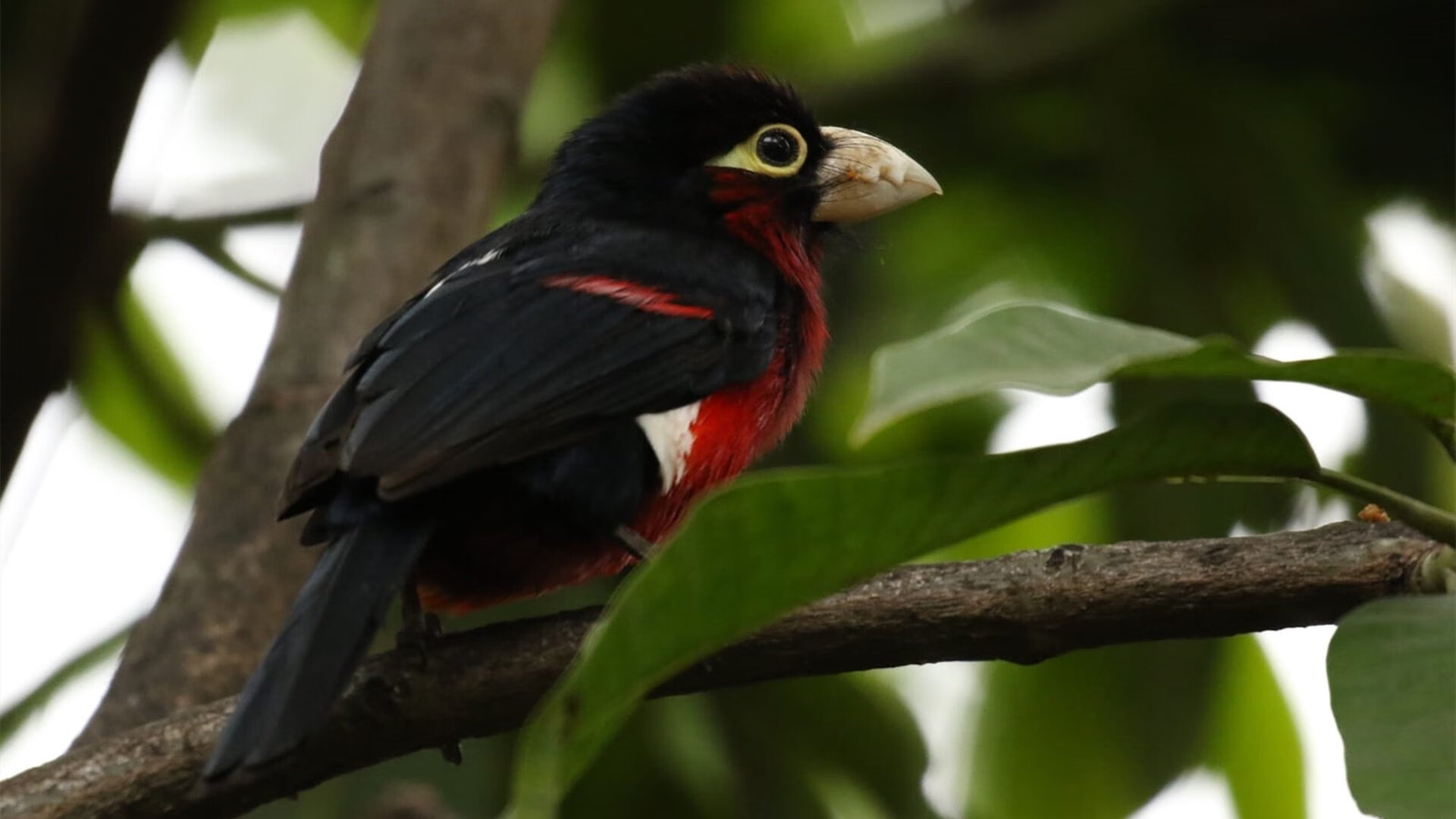华体会官网-科特迪瓦男篮在非洲锦标赛中表现稳定，冲击历史最佳成就，科特迪瓦男篮vs中国男篮视频