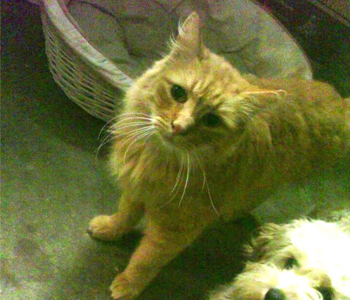 华体会平台-雷霆发布球员成长纪录片展现赛场内外瞬间，雷霆球员2020