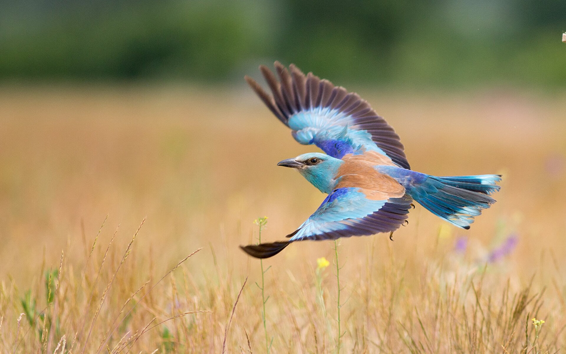 华体会平台-中国足球媒体报道与社会责任的关系探讨，中国足球报道微博微博