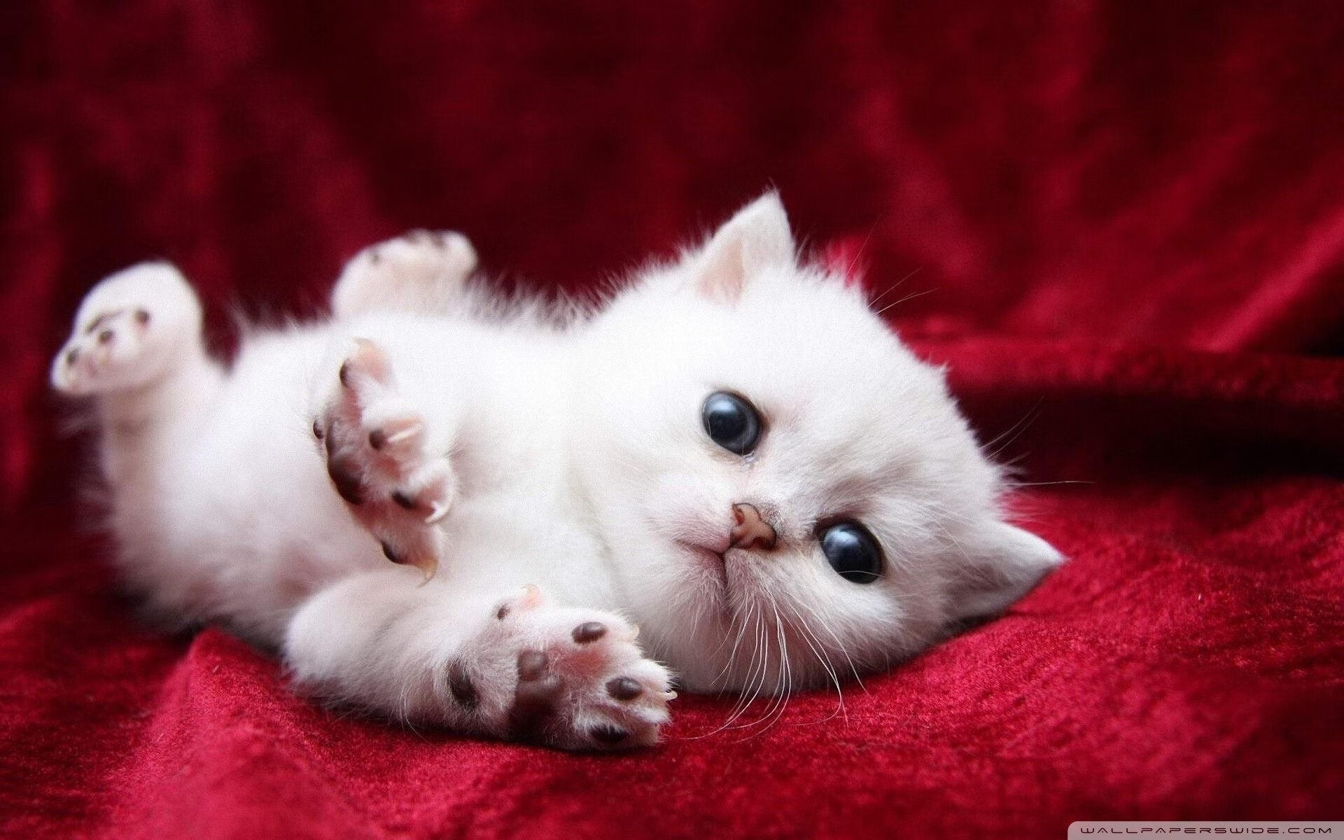 华体会网站-中国足球青年训练营国际标准合作路径探析，国家足球青训