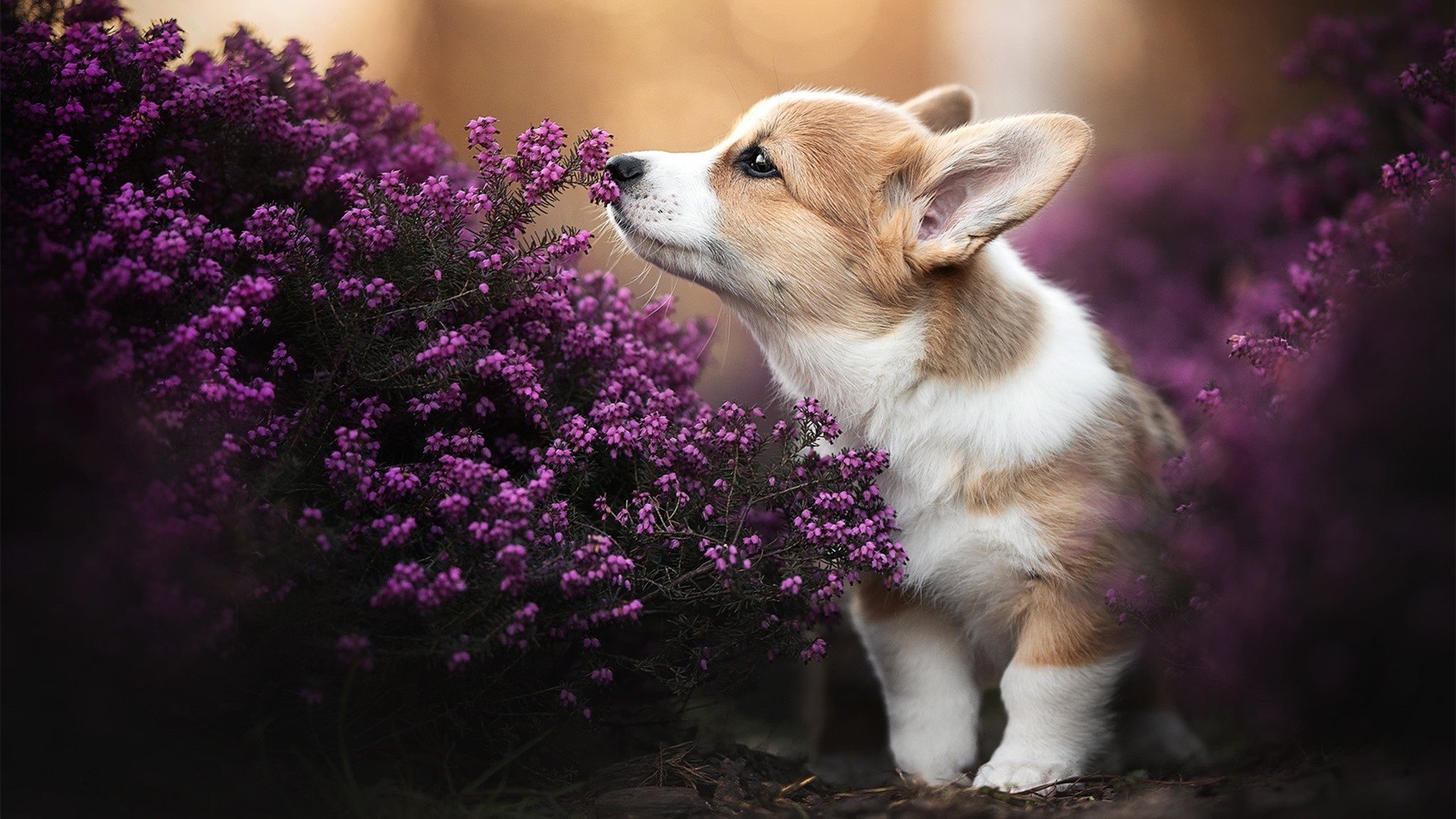 华体会平台-俱乐部设立青少年运动能力专项基金 支持基层发展，青少年体育俱乐部建设方案