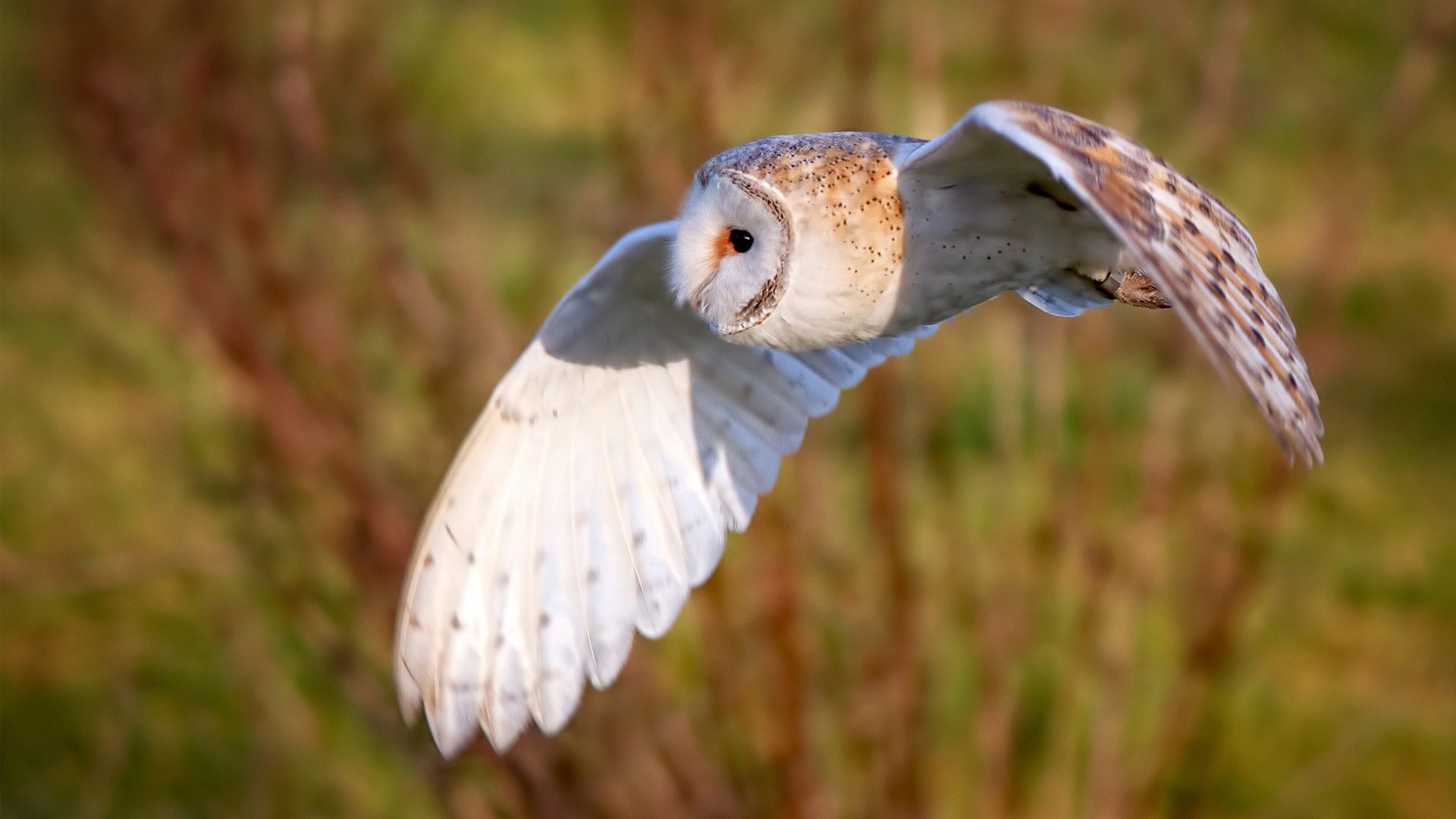 华体会app登入-反兴奋剂技术升级,护航公平竞争环境,反兴奋剂宣传片